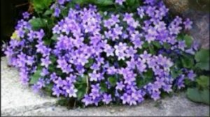 Цветики, цветочки