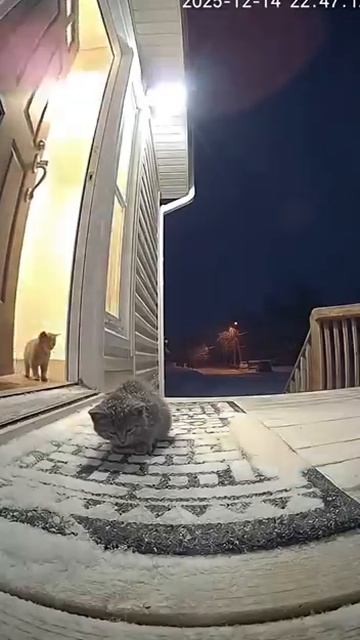 Freezing Kitten Saved From Blizzard catvideo cat cctv soraai storm aivideo catrescue [get.gt] смотреть онлайн