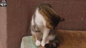 Кошки самые популярные животные