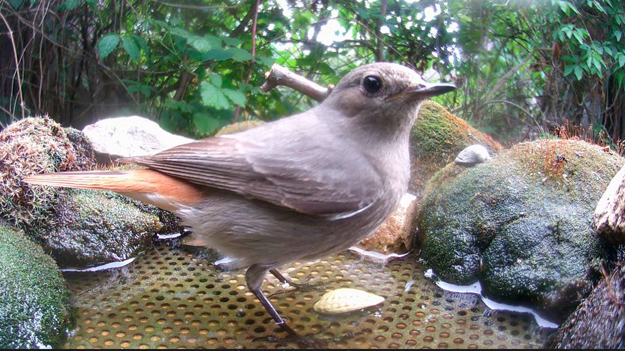 Горихвостки, воробьи на поилке / Фотоловушка в лесу