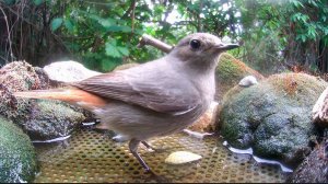 Горихвостки, воробьи на поилке / Фотоловушка в лесу