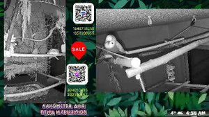 Волнистые попугаи 🦜🦜🦜 | авиарий на балконе📍