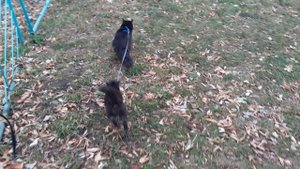 Тонкое дерево попалось.