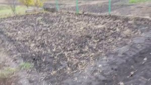 Как я делаю грядку под чеснок, дела на 26.10.25г.