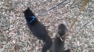 Отдыхают котики.