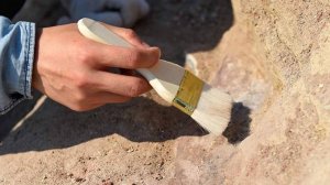 Палеонтологи открыли новый вид вымершего гигантского медведя