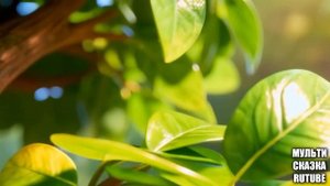 Рассказ дерева для самых маленьких 🌳