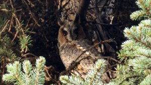 Ушастые совы, Москва, 02 ноября 2025