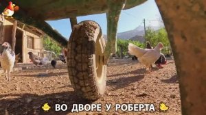Содержание кур в домашних условиях и других птиц во дворе у Роберта 🐣🐤🦆🐔🪿🦃 (322)
