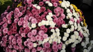 02=11=2025  ник  КРАСНОДАР   (72)