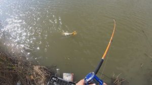 Сазаняра в пруду