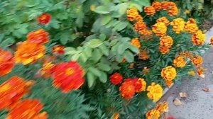 #последние цветочки осени красота