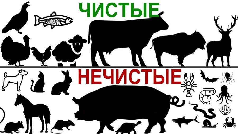 2014 Кошерная свинина. Рав Довид Карпов