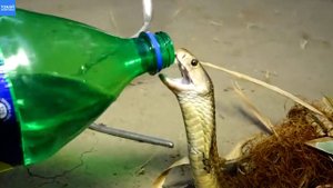 Мужчина спас молодую кобру, попавшую в рыболовную сеть