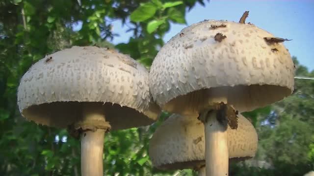 Как растут грибы. Зонтик Моргана смотреть онлайн