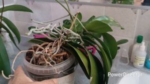 Орхидеи Чёрная жемчужина, Лиодора в ноябре 2025г.