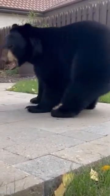 Bear breaks into the yard animalattack bear kitten [get.gt] смотреть онлайн