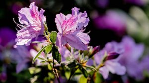 Москвичи составили рейтинг площадок фестиваля "Сады и цветы"