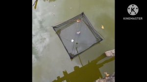 Рыбалка на пруду