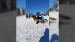 немецкая овчарка д. р. 28.03.25г