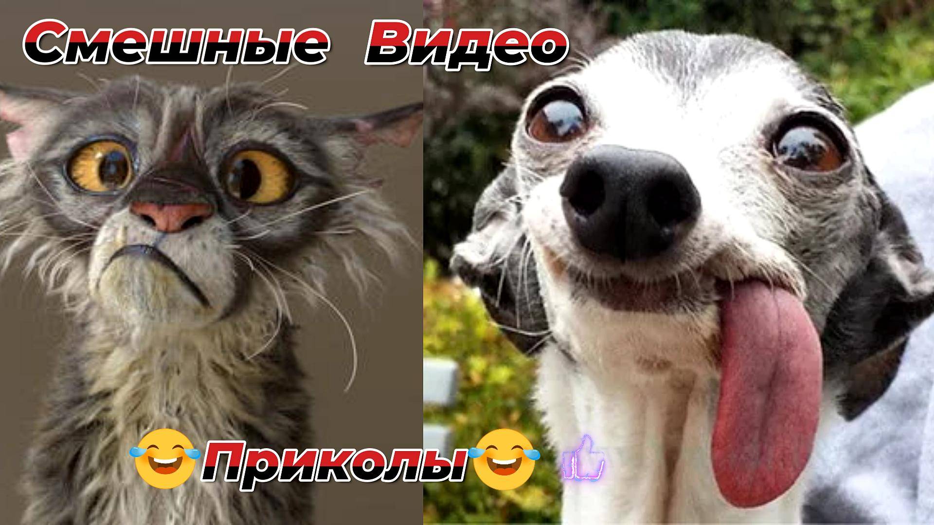 Самые смешные видео приколы|Юмор и Приколы.