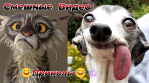 Самые смешные видео приколы|Юмор и Приколы.