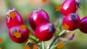 ФУТАЖ - ПОЗДНЯЯ ОСЕНЬ