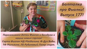 Болталка про Фиалки! Выпуск 177! Пересаживаем детки Фиалок и беседуем о наших новых сортах! Сорта Фи