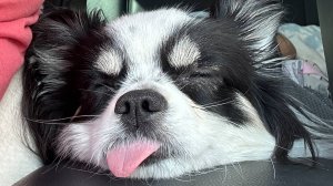 Должанка 2025 ч.1