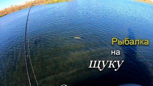 Осенняя рыбалка на хищника. Ловля щуки на поверхностные приманки