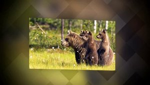 Isotis - Million Miles