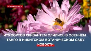 В Никитском ботаническом саду хризантемы танцуют осенний танго