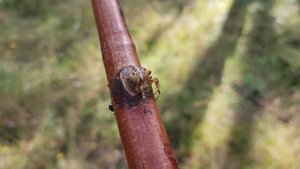 spider, crossbowman, spider-man, araneus, araneidae