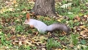 Прогулка в Чистяковской роще 🐿️