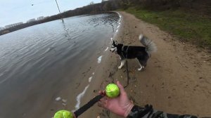 Тренировка с хаски Диком на борисовских прудах. 3.11.25