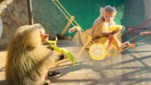 Не Люся, а сплошная экспрессия! Фигаро тут, фигаро там! Лиде из-за неё спасу нет от Элисея!