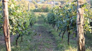 2025, октябрь, Грузия, 1-й день - едем в Рачу