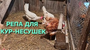 Жизнь в деревне Репка для кур-несушек