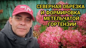 Обрезка метельчатой гортензии Самарская Лидия на раннее цветение для средней полосы и севера