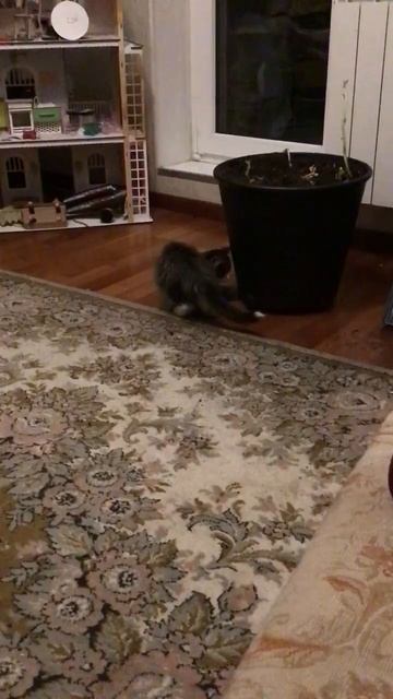 Санкт -Петербург. 02.11.2025. В гостях у Персика котята 🐈_⬛  Кнопочка, Черника и Торт. Эпизод 10