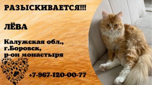 Пропал кот! ЛЁВА. Калужская обл., г.Боровск.