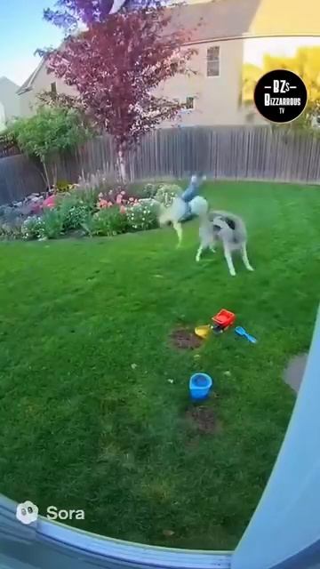 Eagle tries to attack child in backyard and what happens next is unbelievable curiosity baby [get.gt смотреть онлайн