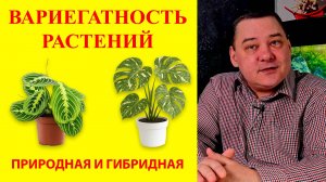 Вариегатные растения. Природные и гибриды