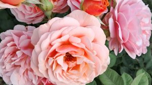 Туган Көн!День Рождения!Музыкальная открытка на татарском языке.