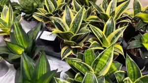 Сансевиерии. Выставка цветов г.Воронеж 25.10.25г.