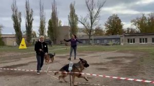 МОЛОДЫЕ КОБЕЛИ / КЧК ШАХТЫ 3 ноября`25 Н.Павлова Моно немецких овчарок