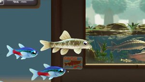 Рыба-доктор