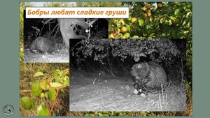 Бобрята-сластёны. Ищут и едят плоды груш. Сентябрь 2025
