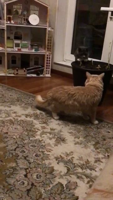 Санкт -Петербург. 02.11.2025. В гостях у Персика котята  Кнопочка, Черника и Торт. Эпизод 6