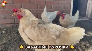 Забавные курочки несушки на сельском подворье 🤗😂😜 (9)